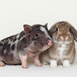 Gemini_Generated_Image_udi83yudi83yudi8