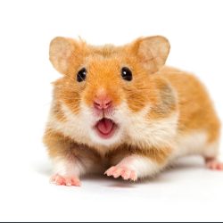 wmremove-transformed